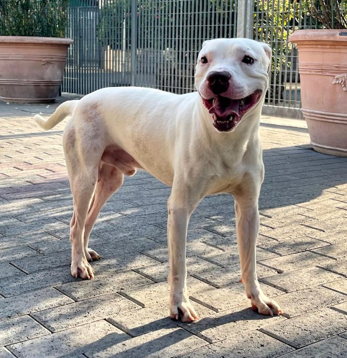 MALIBU' PIT CERCA FAMIGLIA