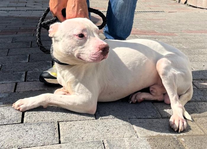 MALIBU' PIT CERCA FAMIGLIA