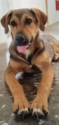 Floyd, lupetto