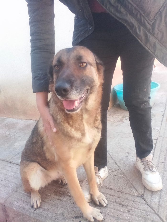 Nina 2 anni, pastorina cerca casa