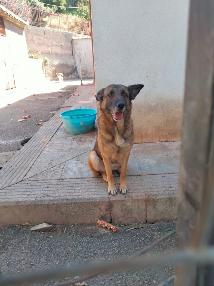Nina 2 anni, pastorina cerca casa