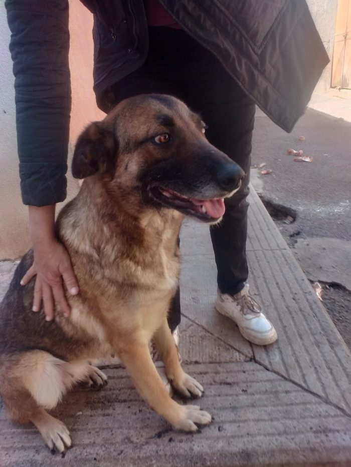 Nina 2 anni, pastorina cerca casa