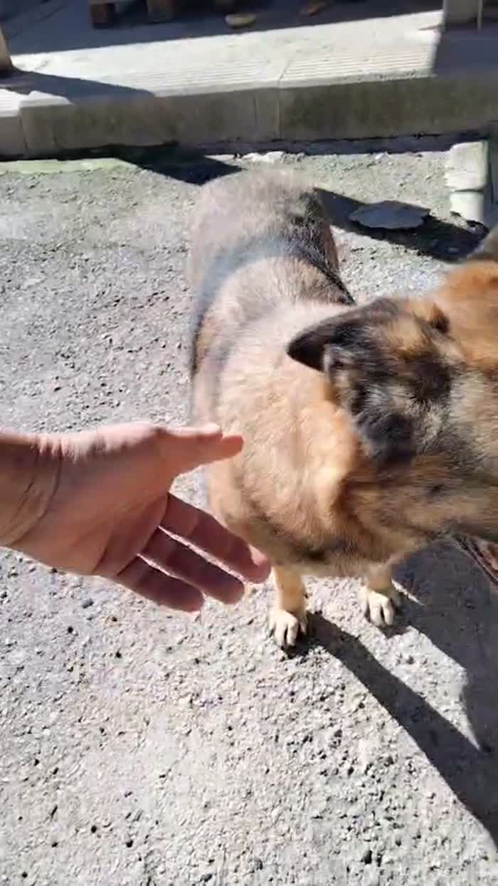 Nina 2 anni, pastorina cerca casa - media 5