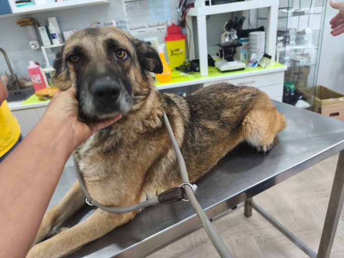 Nina 2 anni, pastorina cerca casa - media 4