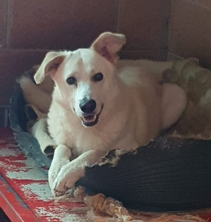 Oliver taglia grande, va d’accordo con cani e gatti