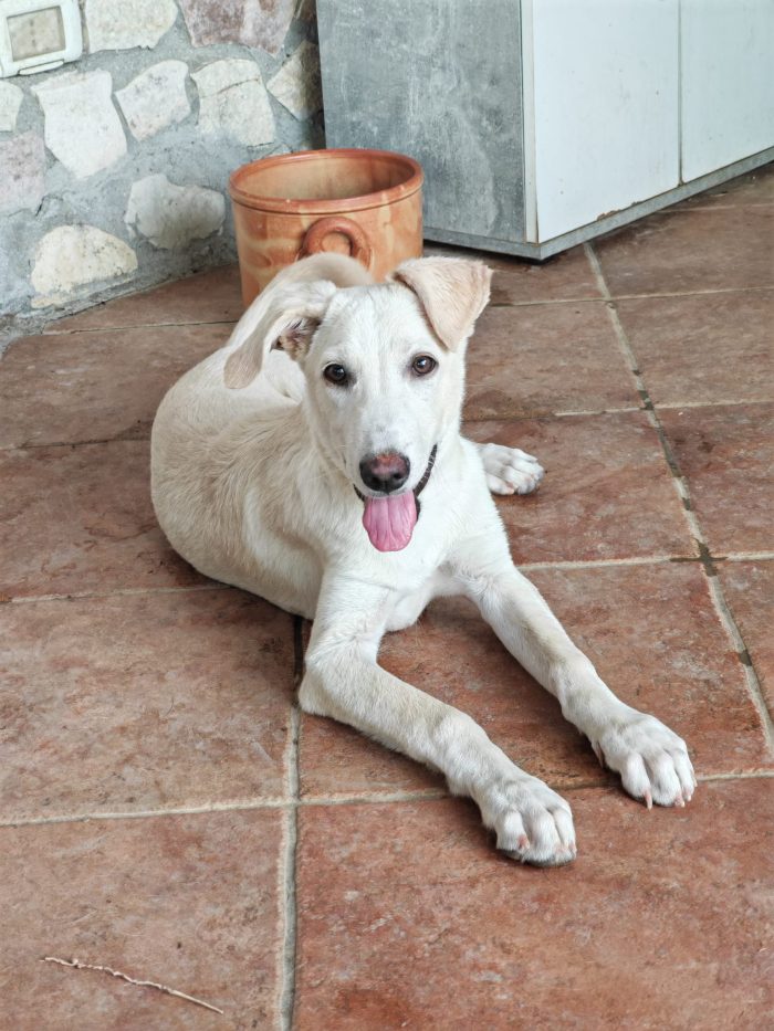Leo cucciolo simpatico