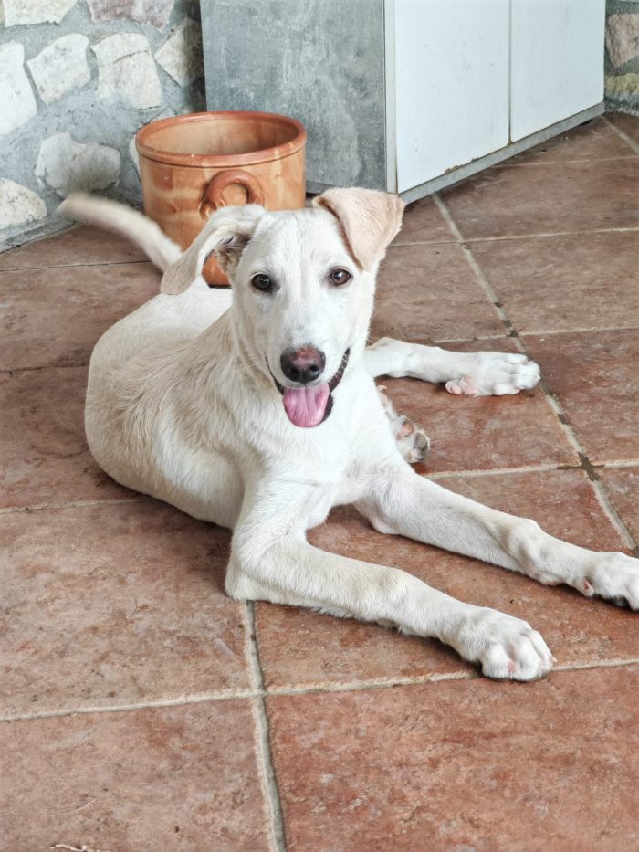 Leo cucciolo simpatico