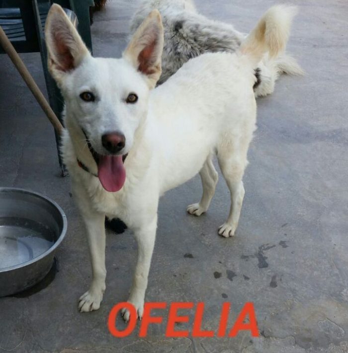 OFELIA, cagnolina composta, raffinata e sensibile