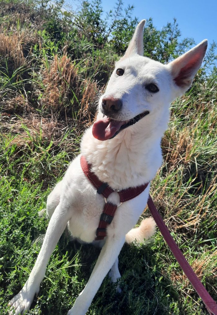 OFELIA, cagnolina composta, raffinata e sensibile - media 4