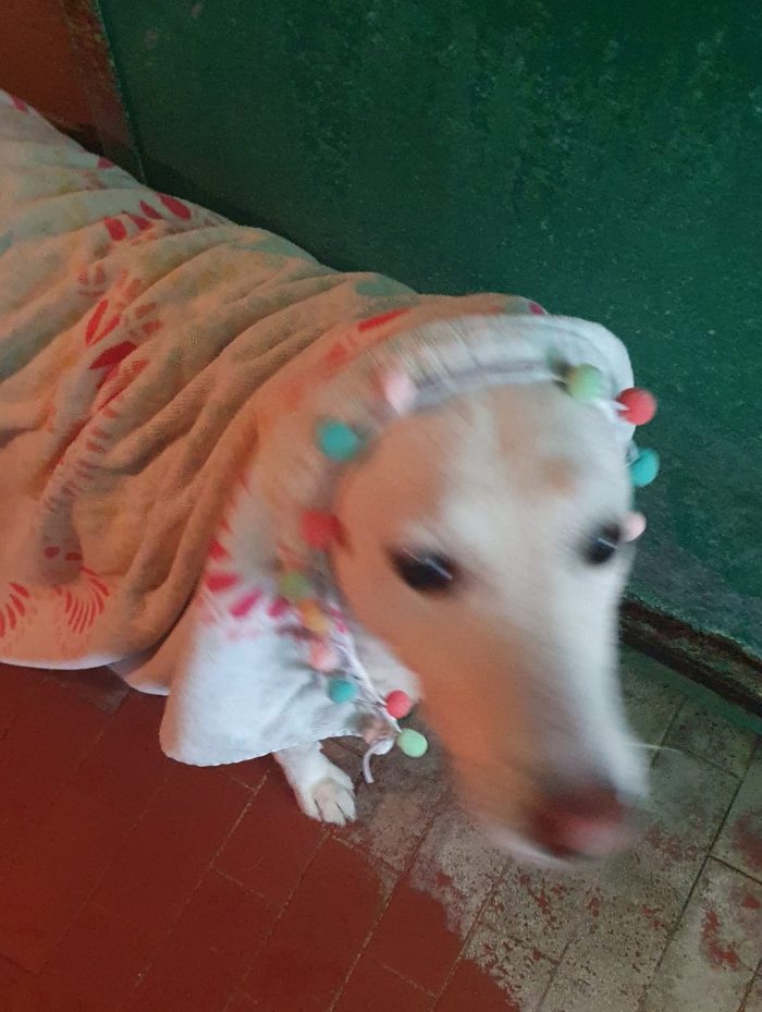 OFELIA, cagnolina composta, raffinata e sensibile