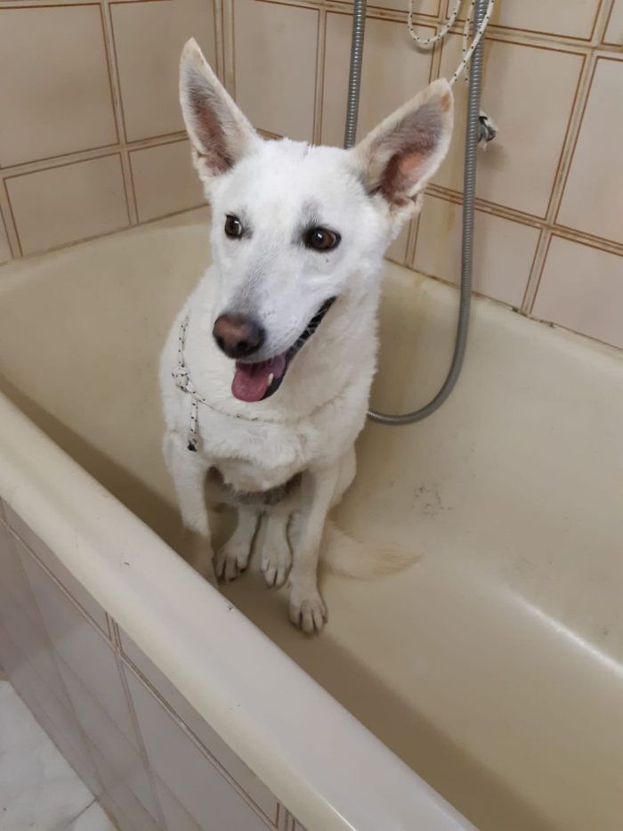 OFELIA, cagnolina composta, raffinata e sensibile