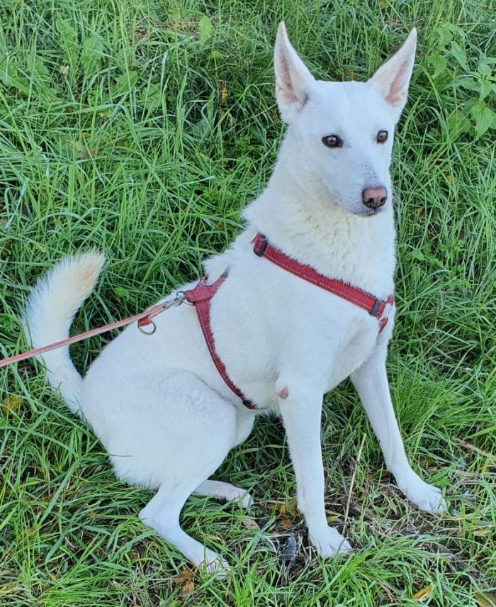 OFELIA, cagnolina composta, raffinata e sensibile - media 6