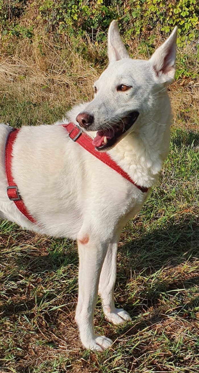 OFELIA, cagnolina composta, raffinata e sensibile - media 5