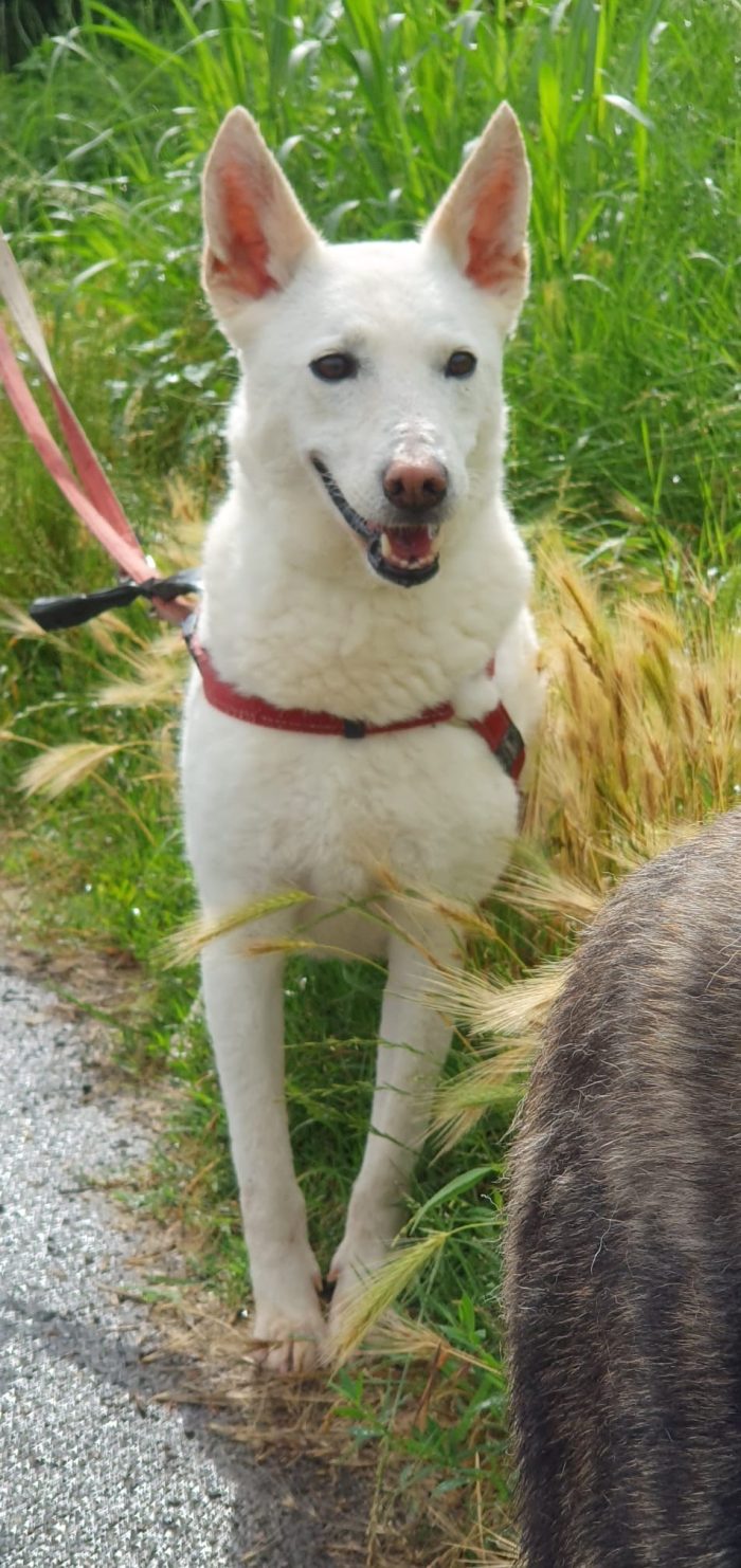 OFELIA, cagnolina composta, raffinata e sensibile - media 7