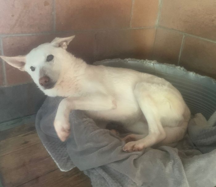 OFELIA, cagnolina composta, raffinata e sensibile - media 8