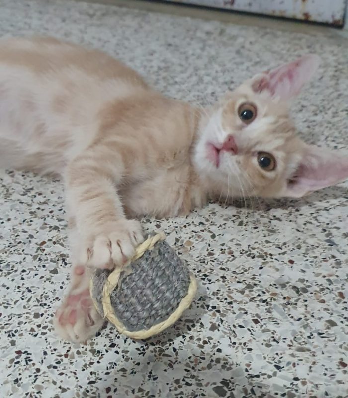 Tortellino gattino rosso