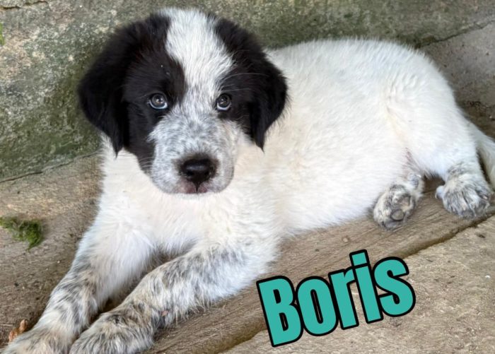 🩵STUPENDI CUCCIOLI SIMIL MAREMMANO CERCANO CASA URGENTE 🏠
