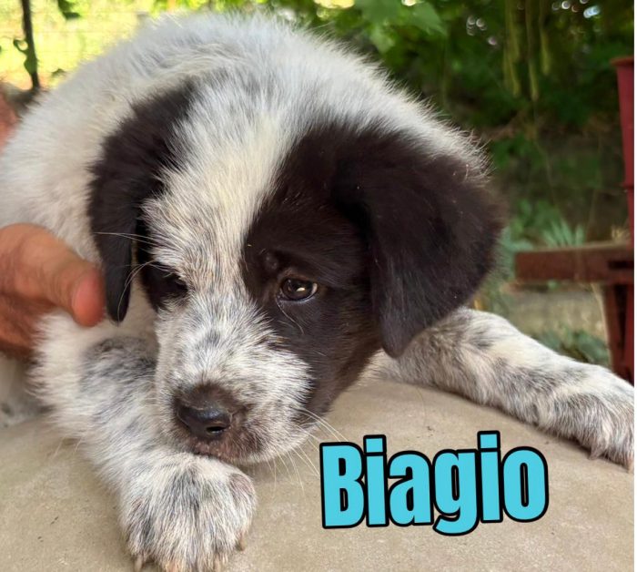 🩵STUPENDI CUCCIOLI SIMIL MAREMMANO CERCANO CASA URGENTE 🏠 - media 4