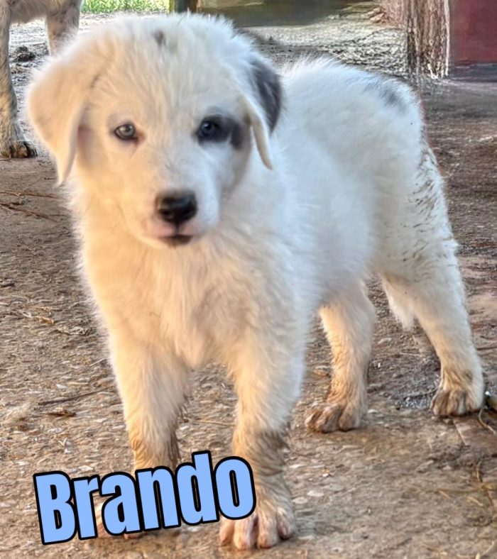 🩵STUPENDI CUCCIOLI SIMIL MAREMMANO CERCANO CASA URGENTE 🏠 - media 9