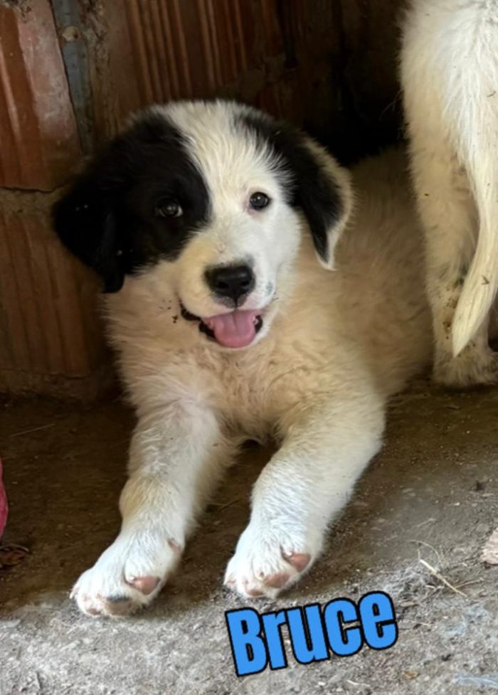 🩵STUPENDI CUCCIOLI SIMIL MAREMMANO CERCANO CASA URGENTE 🏠 - media 10