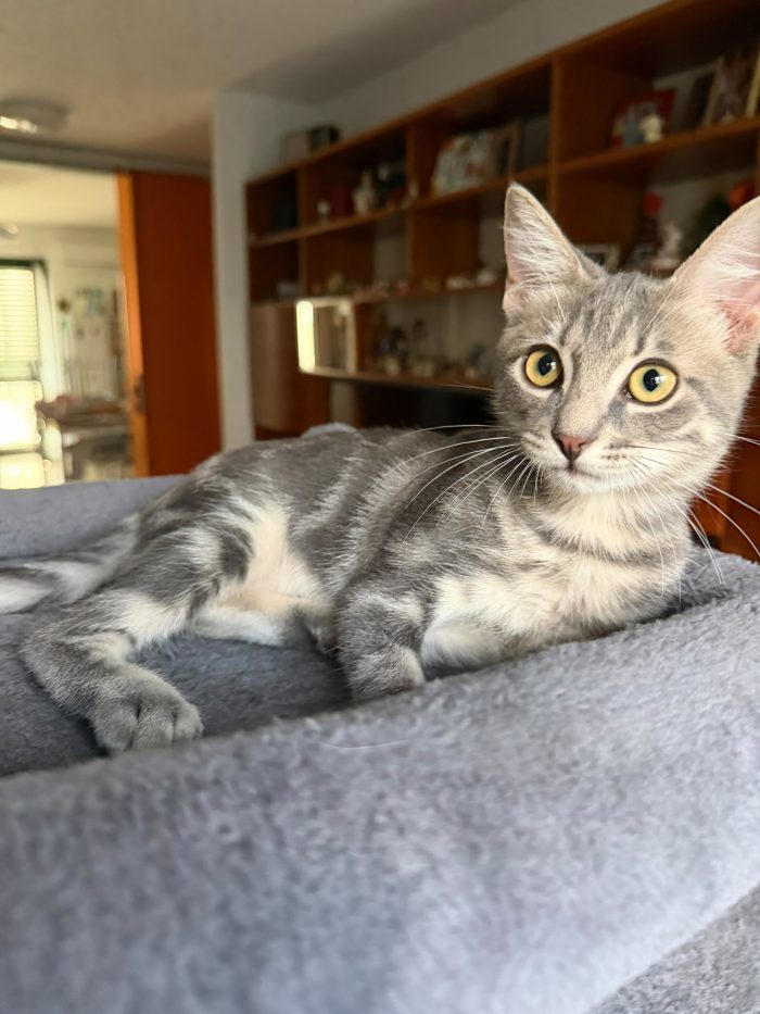 PRINCIPE - gattino di 3 mesi