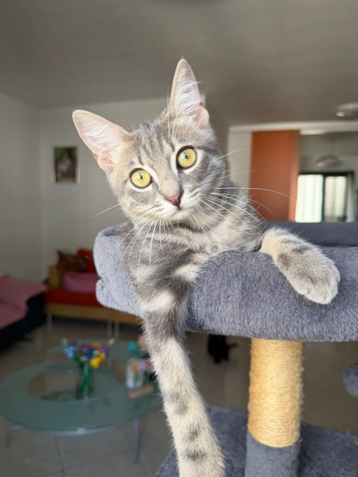 PRINCIPE - gattino di 3 mesi