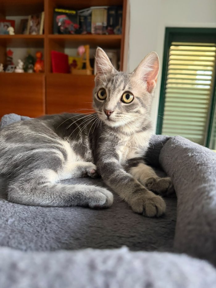 PRINCIPE - gattino di 3 mesi