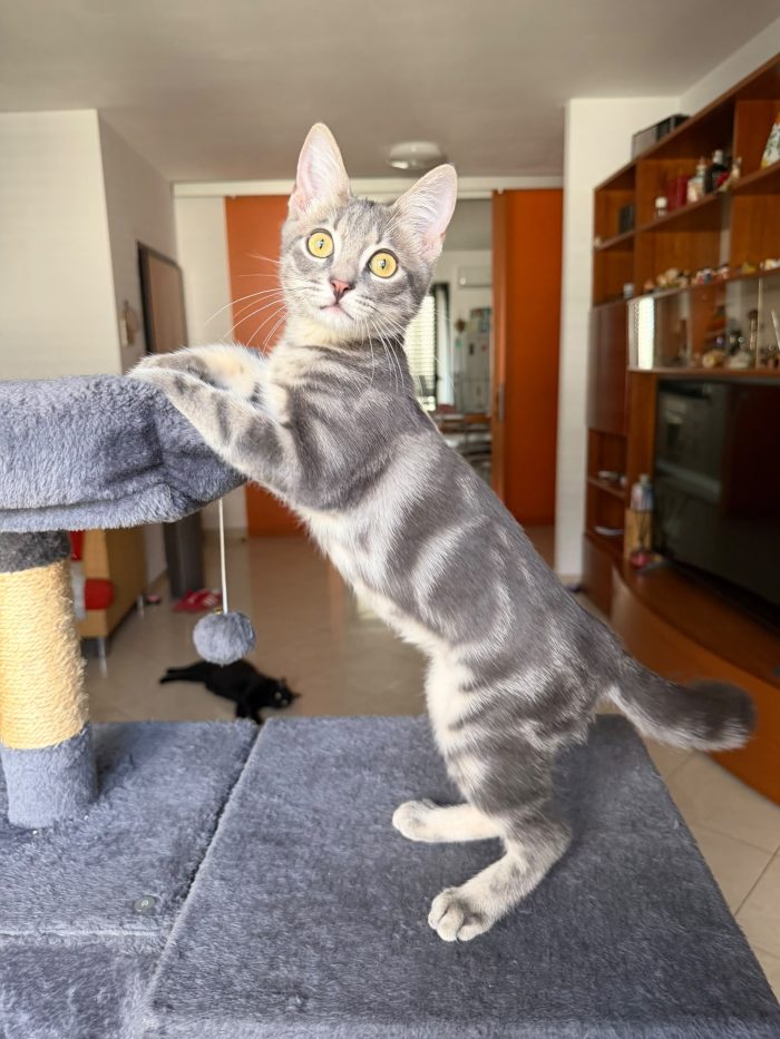 PRINCIPE - gattino di 3 mesi - media 4