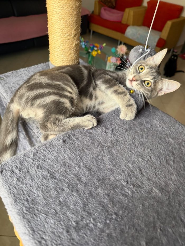 PRINCIPE - gattino di 3 mesi - media 5