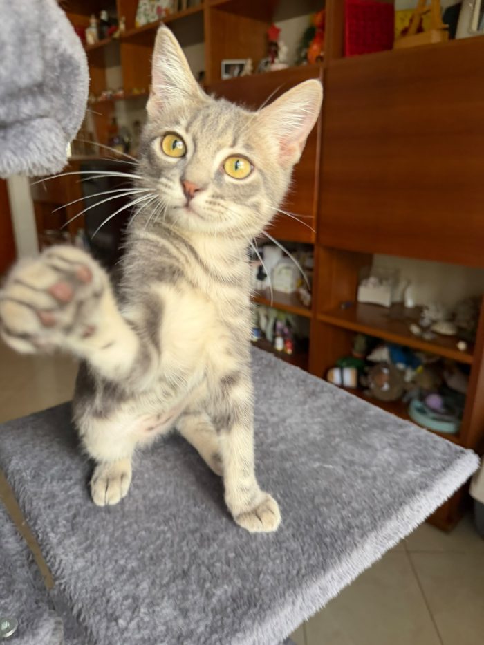 PRINCIPE - gattino di 3 mesi - media 6