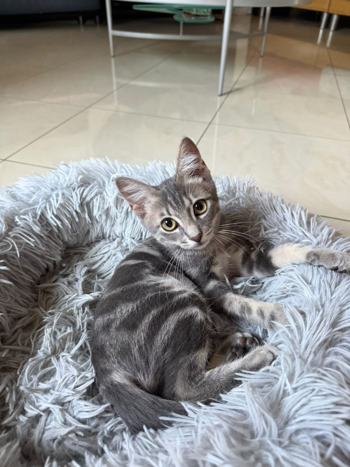 PRINCIPE - gattino di 3 mesi - media 7
