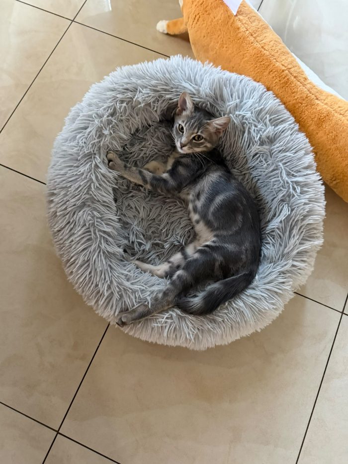 PRINCIPE - gattino di 3 mesi - media 8