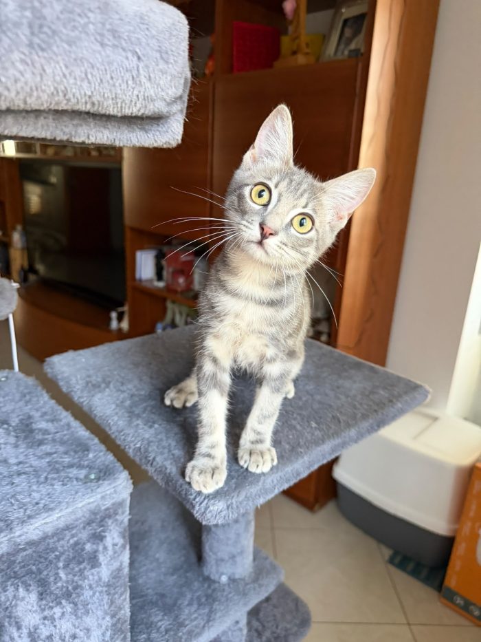 PRINCIPE - gattino di 3 mesi - media 9