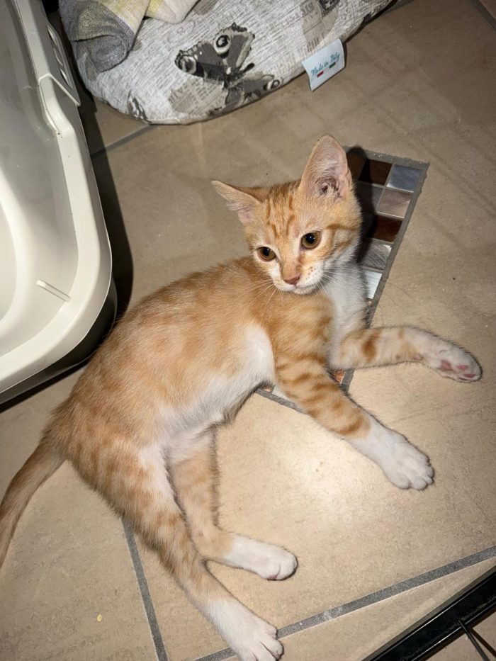 ECLISSI - gattina di 2 mesi