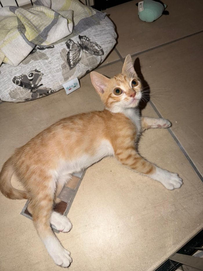 ECLISSI - gattina di 2 mesi