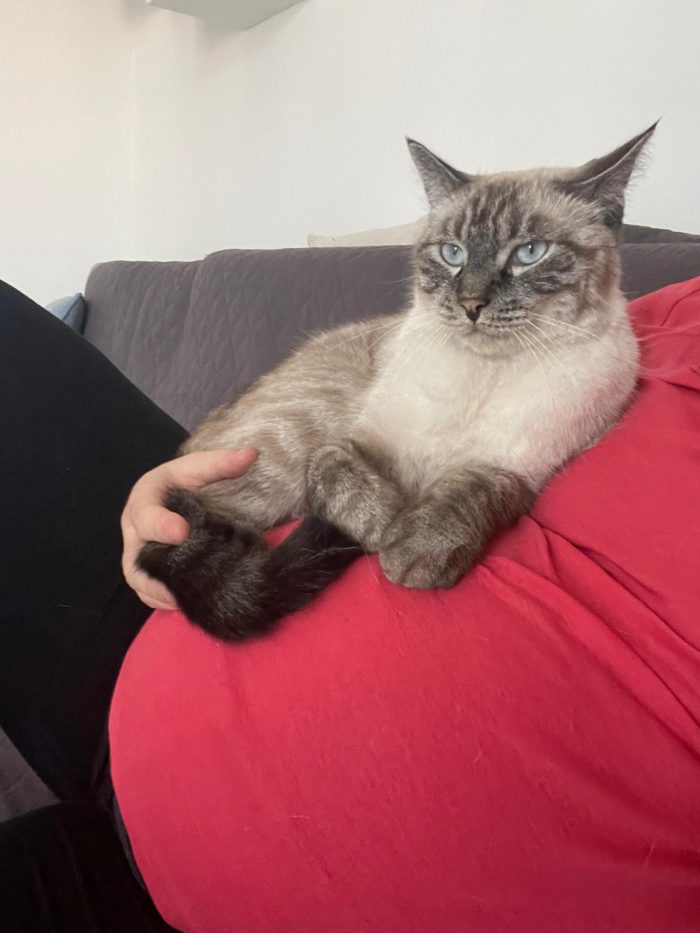 Simba e mei mici di 5 anni adozione anche singola