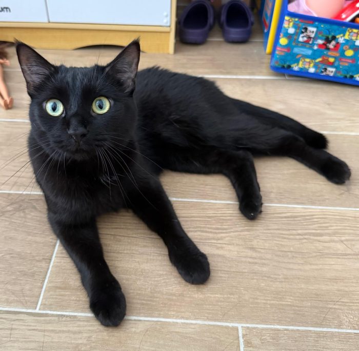Simba e mei mici di 5 anni adozione anche singola - media 4