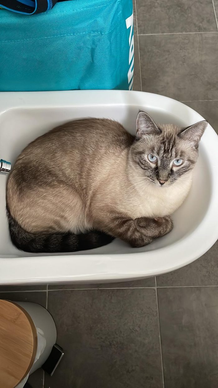 Simba e mei mici di 5 anni adozione anche singola