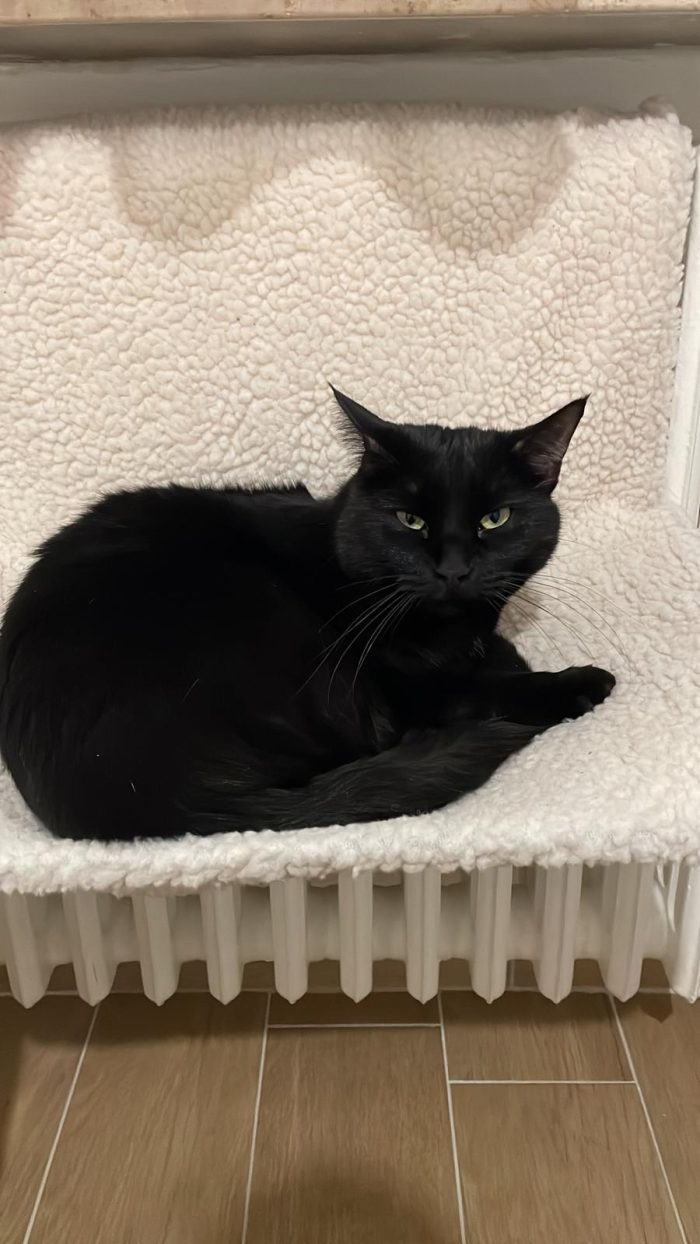 Simba e mei mici di 5 anni adozione anche singola