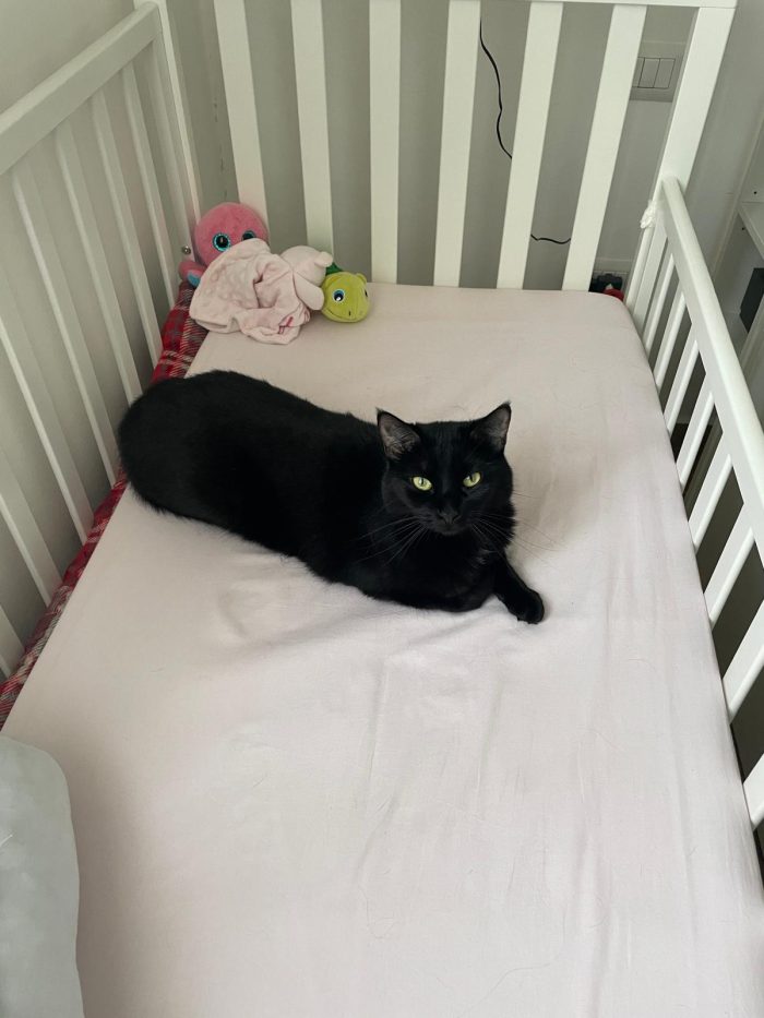Simba e mei mici di 5 anni adozione anche singola - media 5