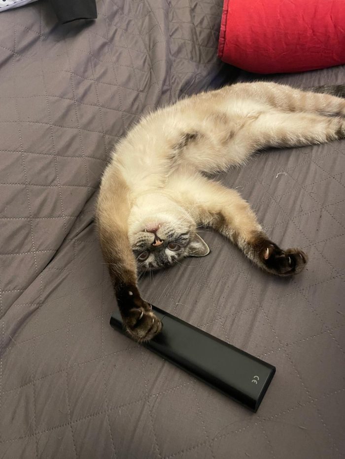 Simba e mei mici di 5 anni adozione anche singola - media 7