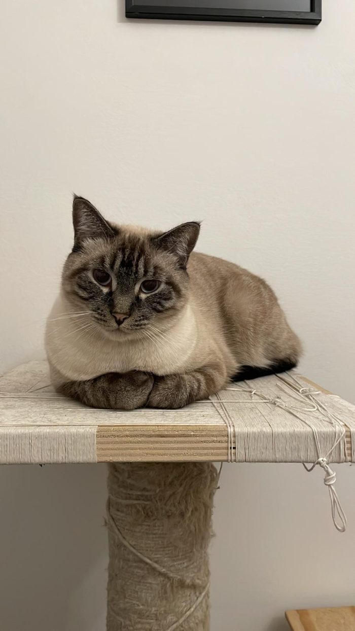 Simba e mei mici di 5 anni adozione anche singola - media 6