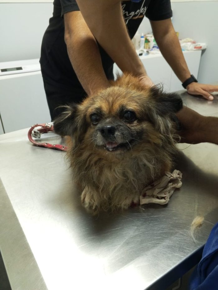 Peggy, una tenera pechinese in adozione