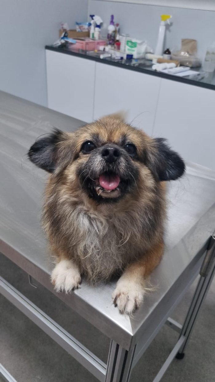 Peggy, una tenera pechinese in adozione - media 5