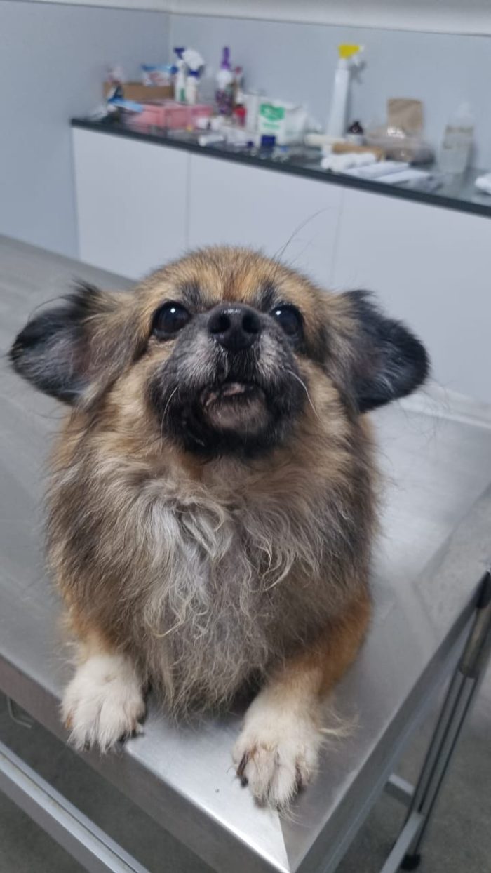 Peggy, una tenera pechinese in adozione - media 4