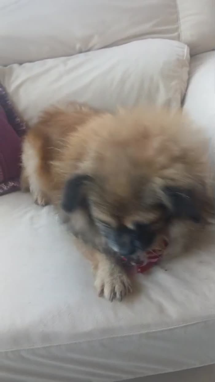 Peggy, una tenera pechinese in adozione - media 8