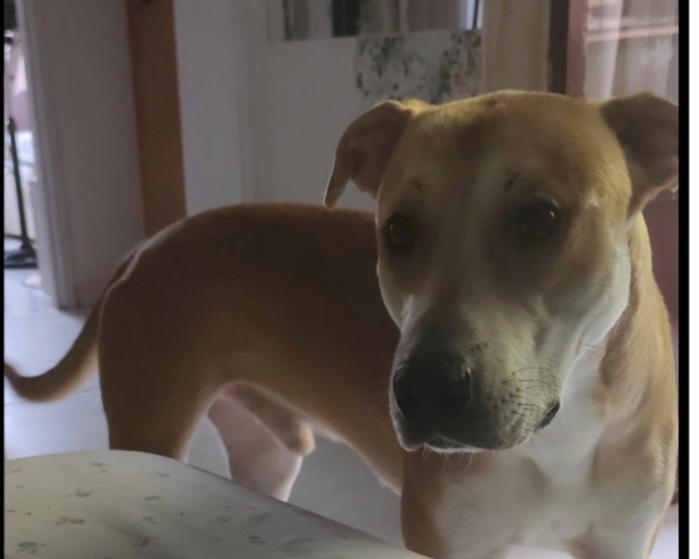 Ares 2anni DEVE TROVARE ALTRA CASA O STALLO SUPER URGENTE! MILANO LOREBTEGGIO - media 5