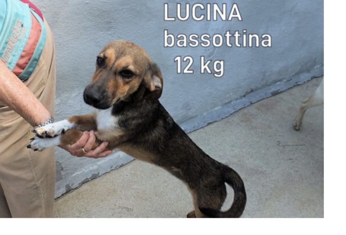 lucina la bassottina