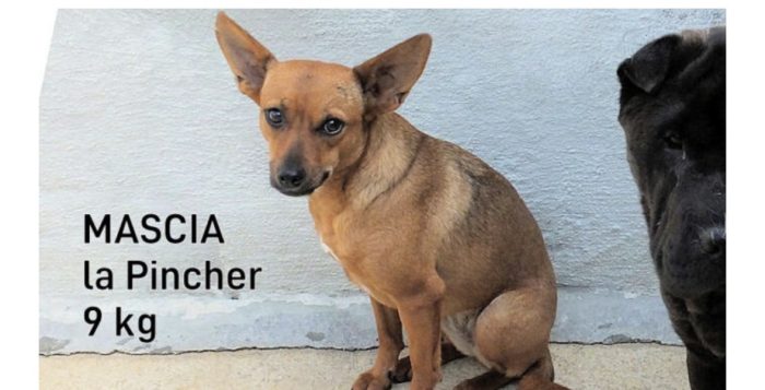 la pinscher mascia