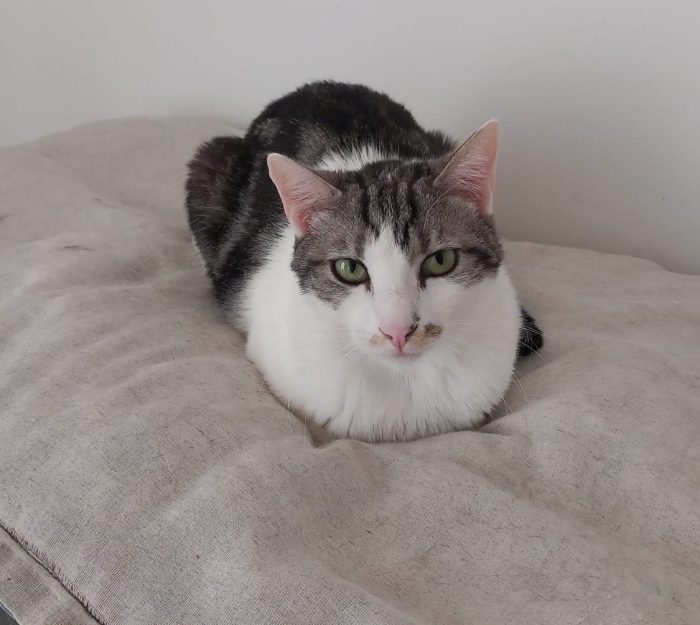 Miele, adorabile gatto da adottare! - media 5